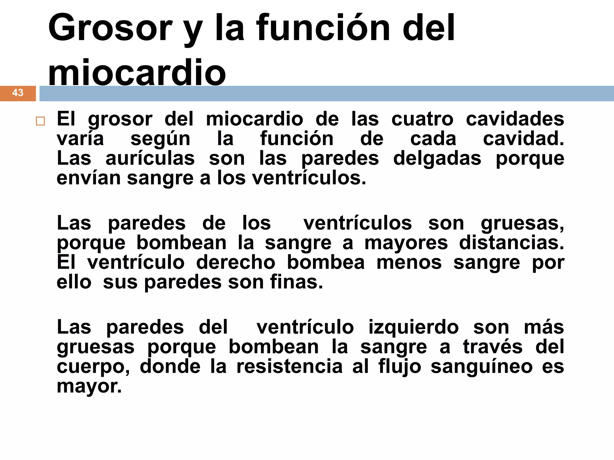 Grosor y la función del
miocardio43
 El grosor del miocardio de las cuatro cavidades
varía según la función de cada cavidad.
Las aurículas son las paredes delgadas porque
envían sangre a los ventrículos.
Las paredes de los ventrículos son gruesas,
porque bombean la sangre a mayores distancias.
El ventrículo derecho bombea menos sangre por
ello sus paredes son finas.
Las paredes del ventrículo izquierdo son más
gruesas porque bombean la sangre a través del
cuerpo, donde la resistencia al flujo sanguíneo es
mayor.
 