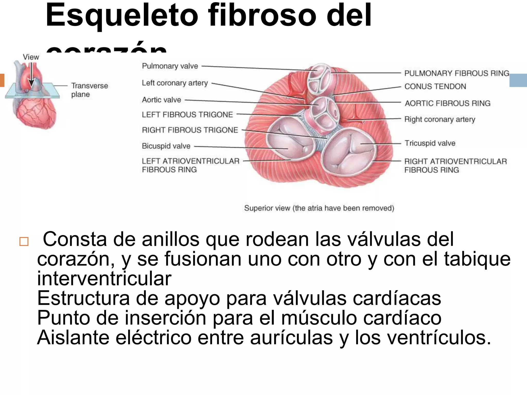 Esqueleto fibroso del
corazón
47
 Consta de anillos que rodean las válvulas del
corazón, y se fusionan uno con otro y con el tabique
interventricular
Estructura de apoyo para válvulas cardíacas
Punto de inserción para el músculo cardíaco
Aislante eléctrico entre aurículas y los ventrículos.
 