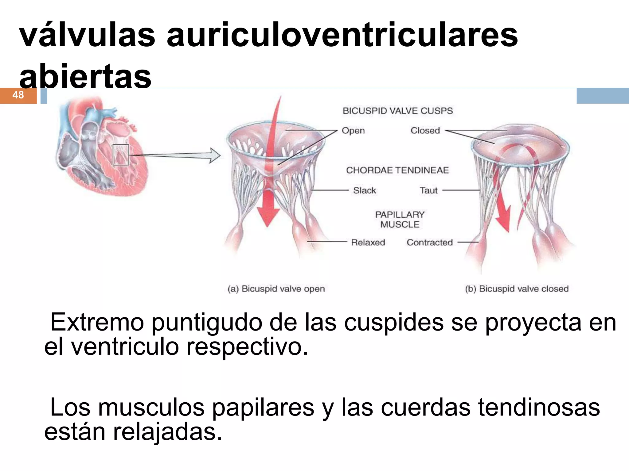 válvulas auriculoventriculares
abiertas48
Extremo puntigudo de las cuspides se proyecta en
el ventriculo respectivo.
Los musculos papilares y las cuerdas tendinosas
están relajadas.
 