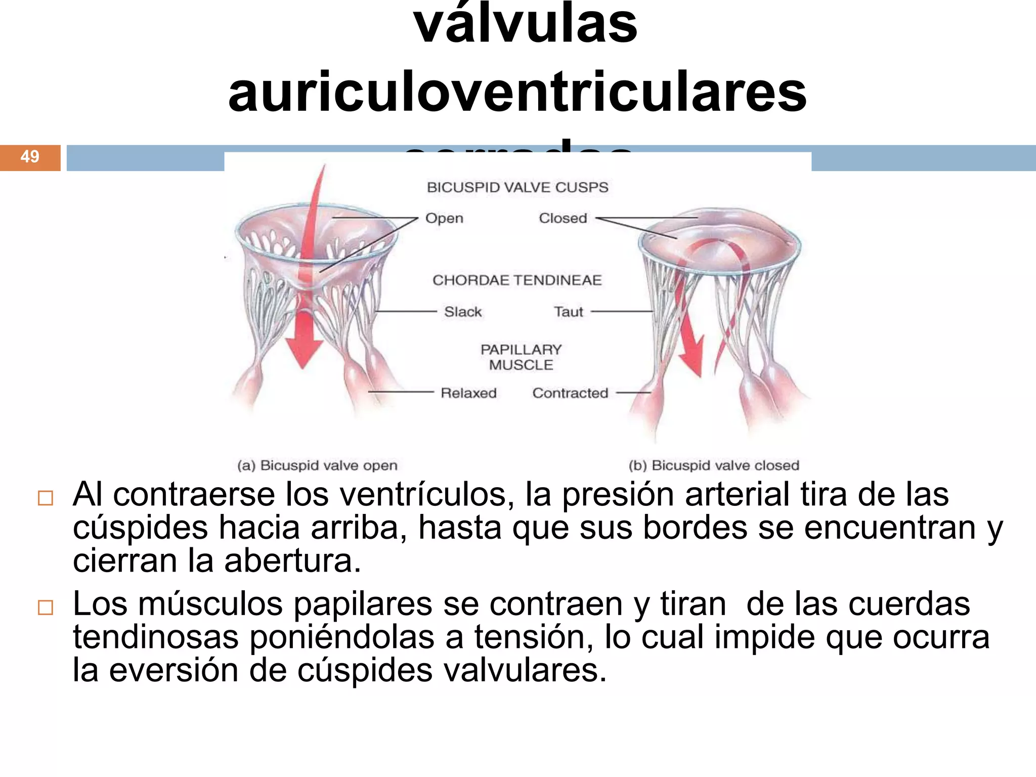 válvulas
auriculoventriculares
cerradas49
 Al contraerse los ventrículos, la presión arterial tira de las
cúspides hacia arriba, hasta que sus bordes se encuentran y
cierran la abertura.
 Los músculos papilares se contraen y tiran de las cuerdas
tendinosas poniéndolas a tensión, lo cual impide que ocurra
la eversión de cúspides valvulares.
 