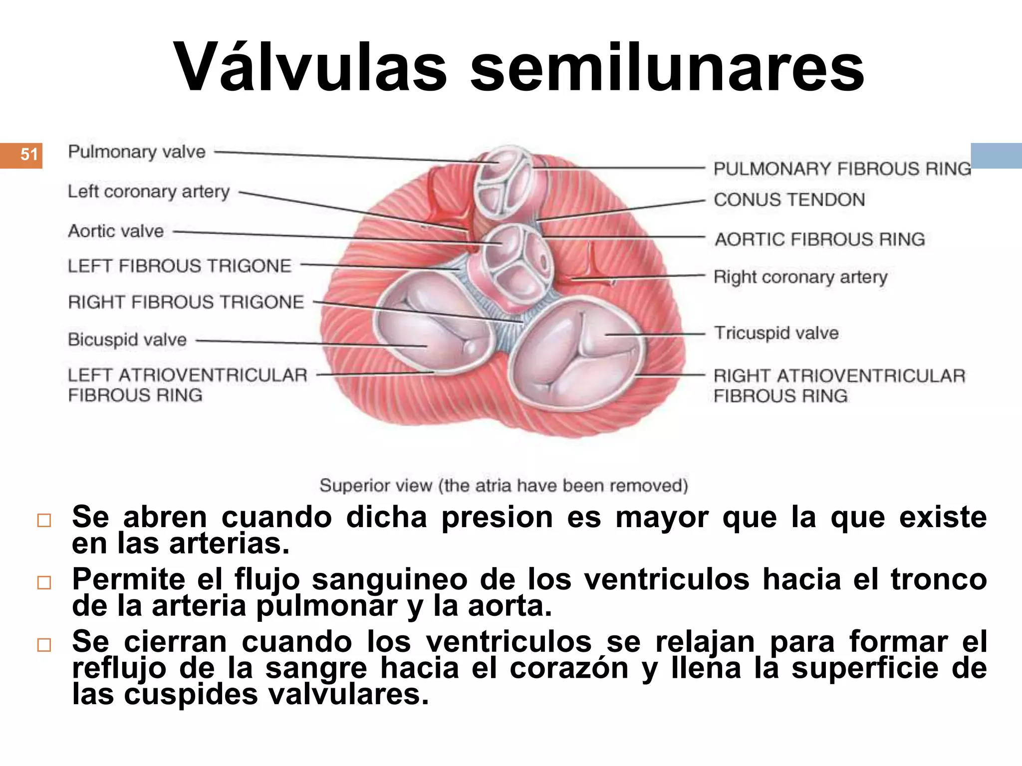Válvulas semilunares
51
 Se abren cuando dicha presion es mayor que la que existe
en las arterias.
 Permite el flujo sanguineo de los ventriculos hacia el tronco
de la arteria pulmonar y la aorta.
 Se cierran cuando los ventriculos se relajan para formar el
reflujo de la sangre hacia el corazón y llena la superficie de
las cuspides valvulares.
 