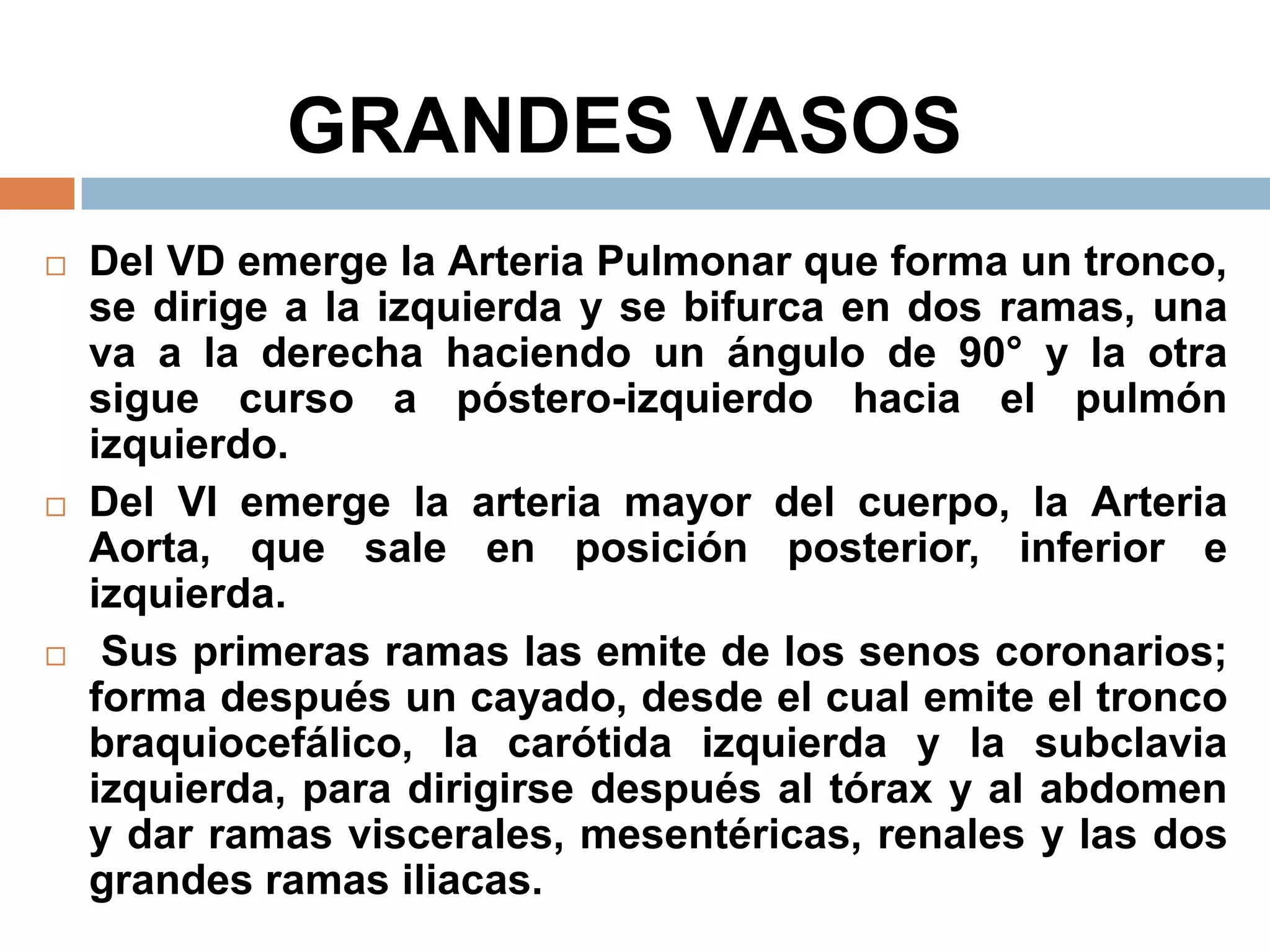GRANDES VASOS
 Del VD emerge la Arteria Pulmonar que forma un tronco,
se dirige a la izquierda y se bifurca en dos ramas, una
va a la derecha haciendo un ángulo de 90° y la otra
sigue curso a póstero-izquierdo hacia el pulmón
izquierdo.
 Del VI emerge la arteria mayor del cuerpo, la Arteria
Aorta, que sale en posición posterior, inferior e
izquierda.
 Sus primeras ramas las emite de los senos coronarios;
forma después un cayado, desde el cual emite el tronco
braquiocefálico, la carótida izquierda y la subclavia
izquierda, para dirigirse después al tórax y al abdomen
y dar ramas viscerales, mesentéricas, renales y las dos
grandes ramas iliacas.
 