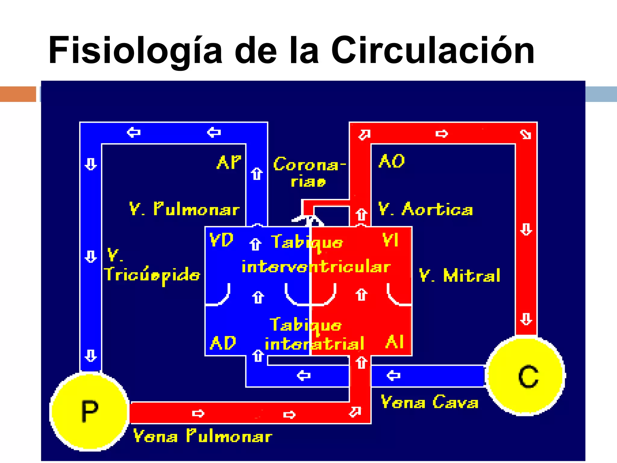 Fisiología de la Circulación
 