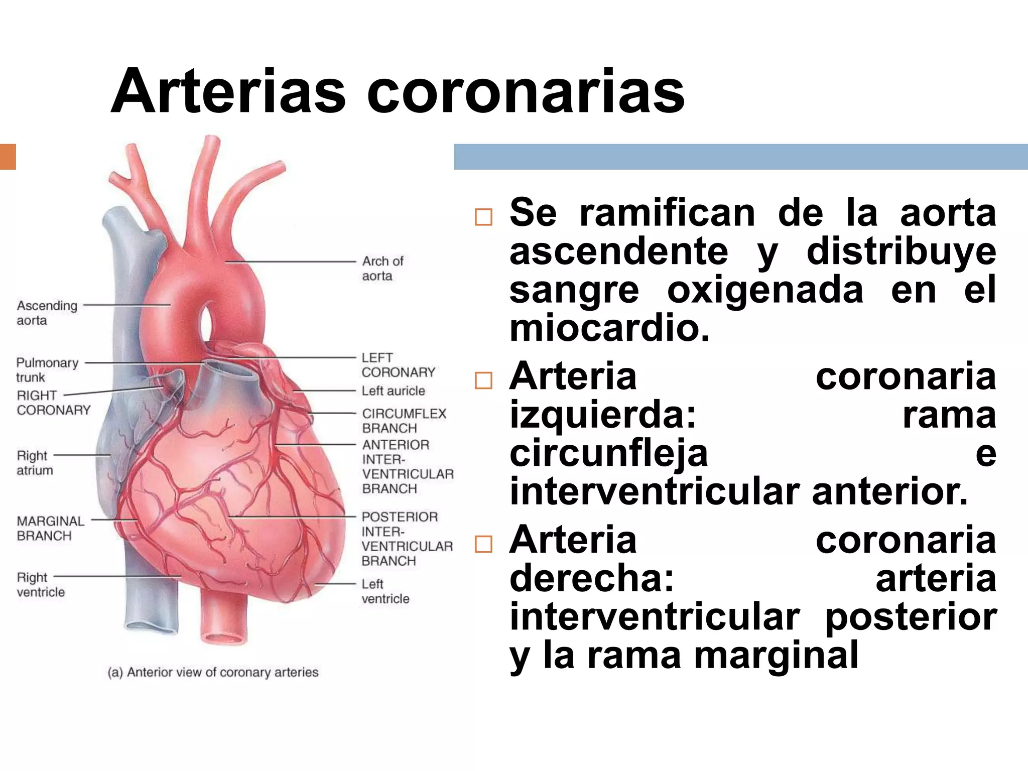 Arterias coronarias
 Se ramifican de la aorta
ascendente y distribuye
sangre oxigenada en el
miocardio.
 Arteria coronaria
izquierda: rama
circunfleja e
interventricular anterior.
 Arteria coronaria
derecha: arteria
interventricular posterior
y la rama marginal
58
 