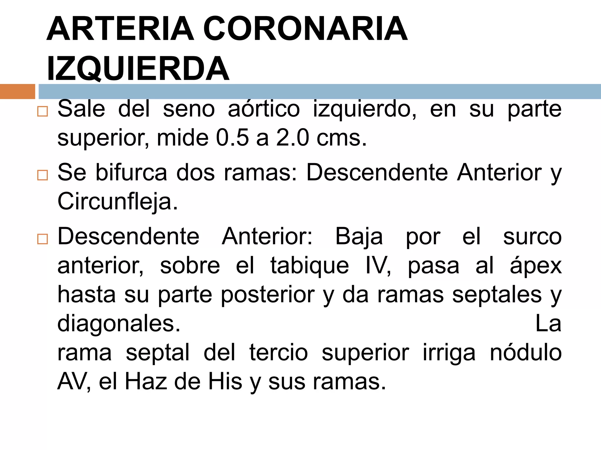 ARTERIA CORONARIA
IZQUIERDA
 Sale del seno aórtico izquierdo, en su parte
superior, mide 0.5 a 2.0 cms.
 Se bifurca dos ramas: Descendente Anterior y
Circunfleja.
 Descendente Anterior: Baja por el surco
anterior, sobre el tabique IV, pasa al ápex
hasta su parte posterior y da ramas septales y
diagonales. La
rama septal del tercio superior irriga nódulo
AV, el Haz de His y sus ramas.
 