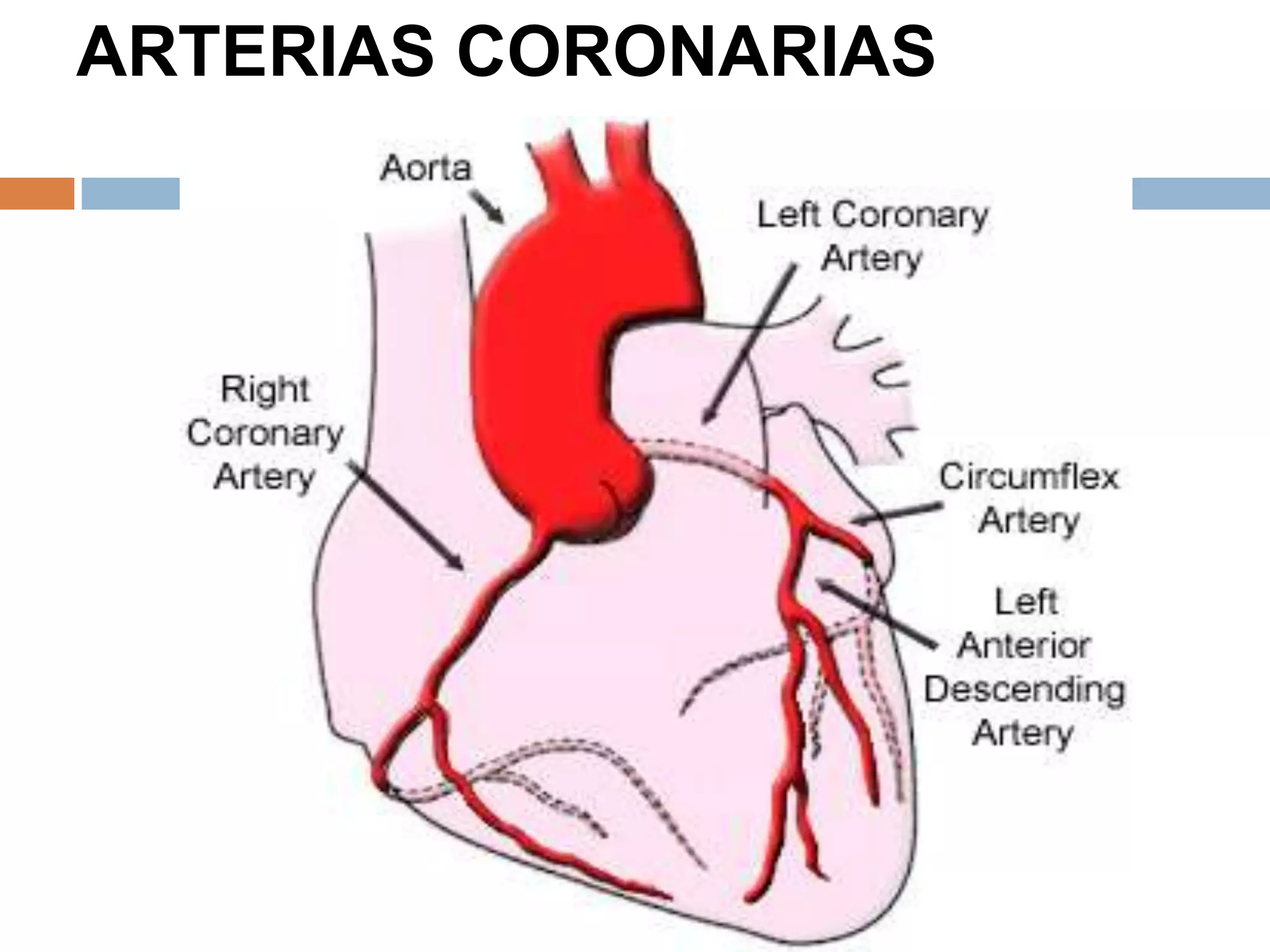 ARTERIAS CORONARIAS
 
