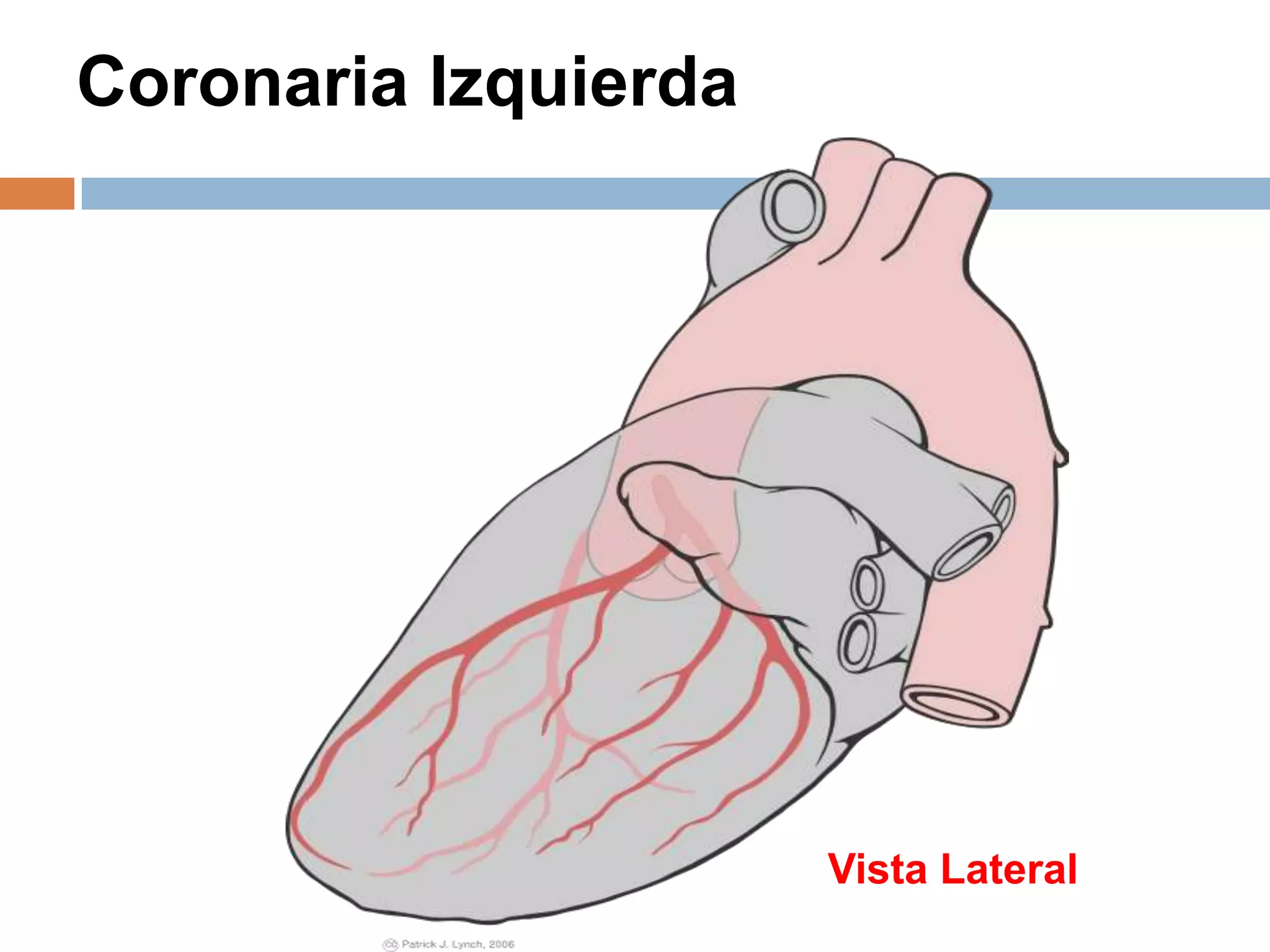 Coronaria Izquierda
Vista Lateral
 