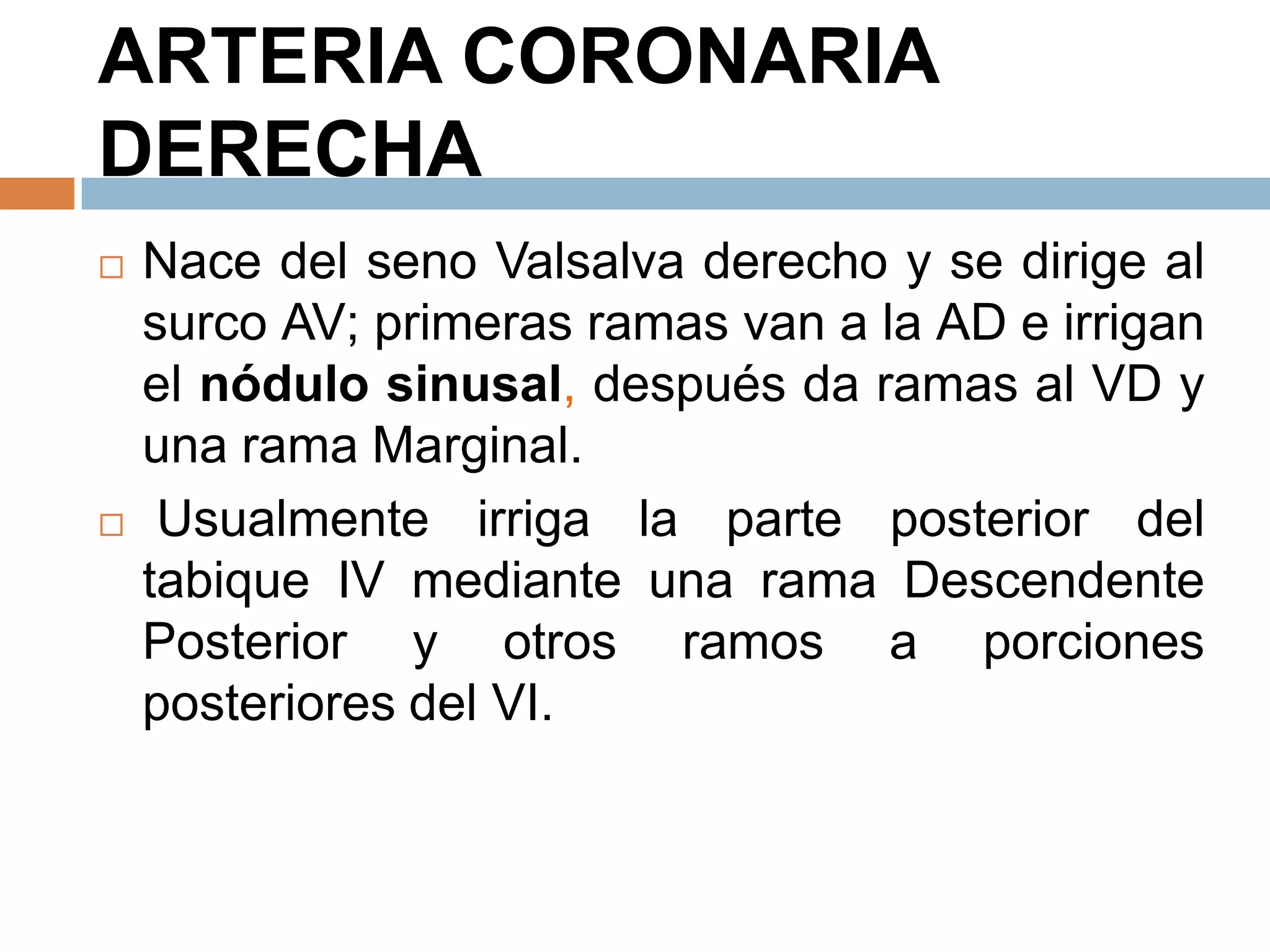 ARTERIA CORONARIA
DERECHA
 Nace del seno Valsalva derecho y se dirige al
surco AV; primeras ramas van a la AD e irrigan
el nódulo sinusal, después da ramas al VD y
una rama Marginal.
 Usualmente irriga la parte posterior del
tabique IV mediante una rama Descendente
Posterior y otros ramos a porciones
posteriores del VI.
 