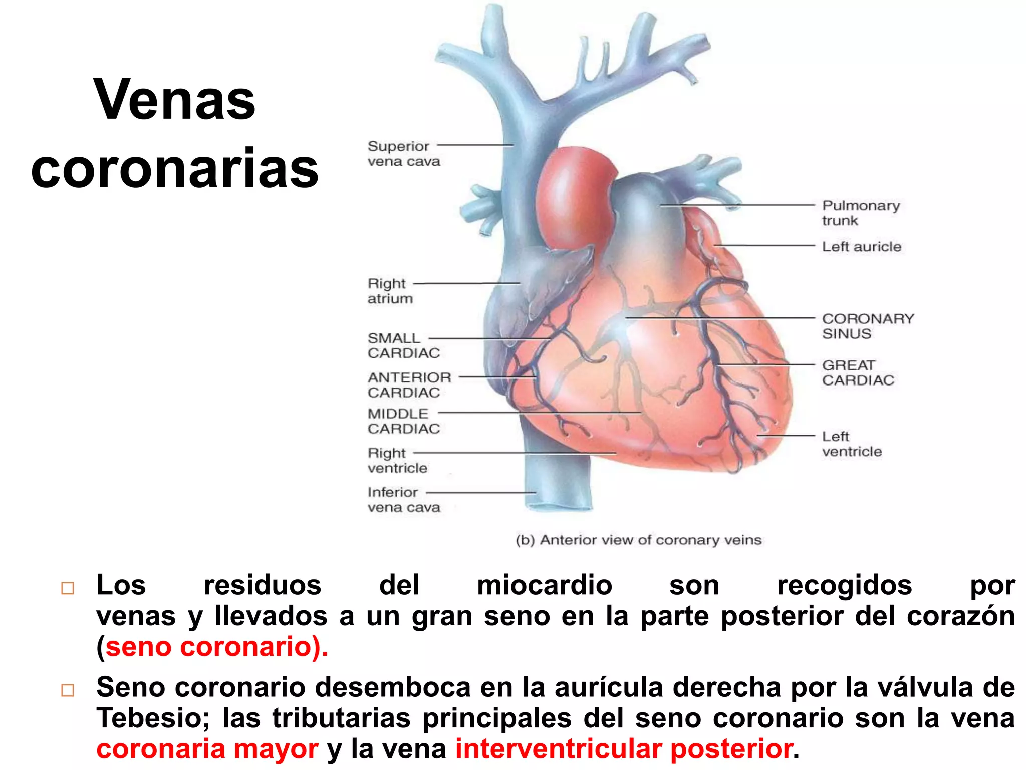 Venas
coronarias
 Los residuos del miocardio son recogidos por
venas y llevados a un gran seno en la parte posterior del corazón
(seno coronario).
 Seno coronario desemboca en la aurícula derecha por la válvula de
Tebesio; las tributarias principales del seno coronario son la vena
coronaria mayor y la vena interventricular posterior.
 