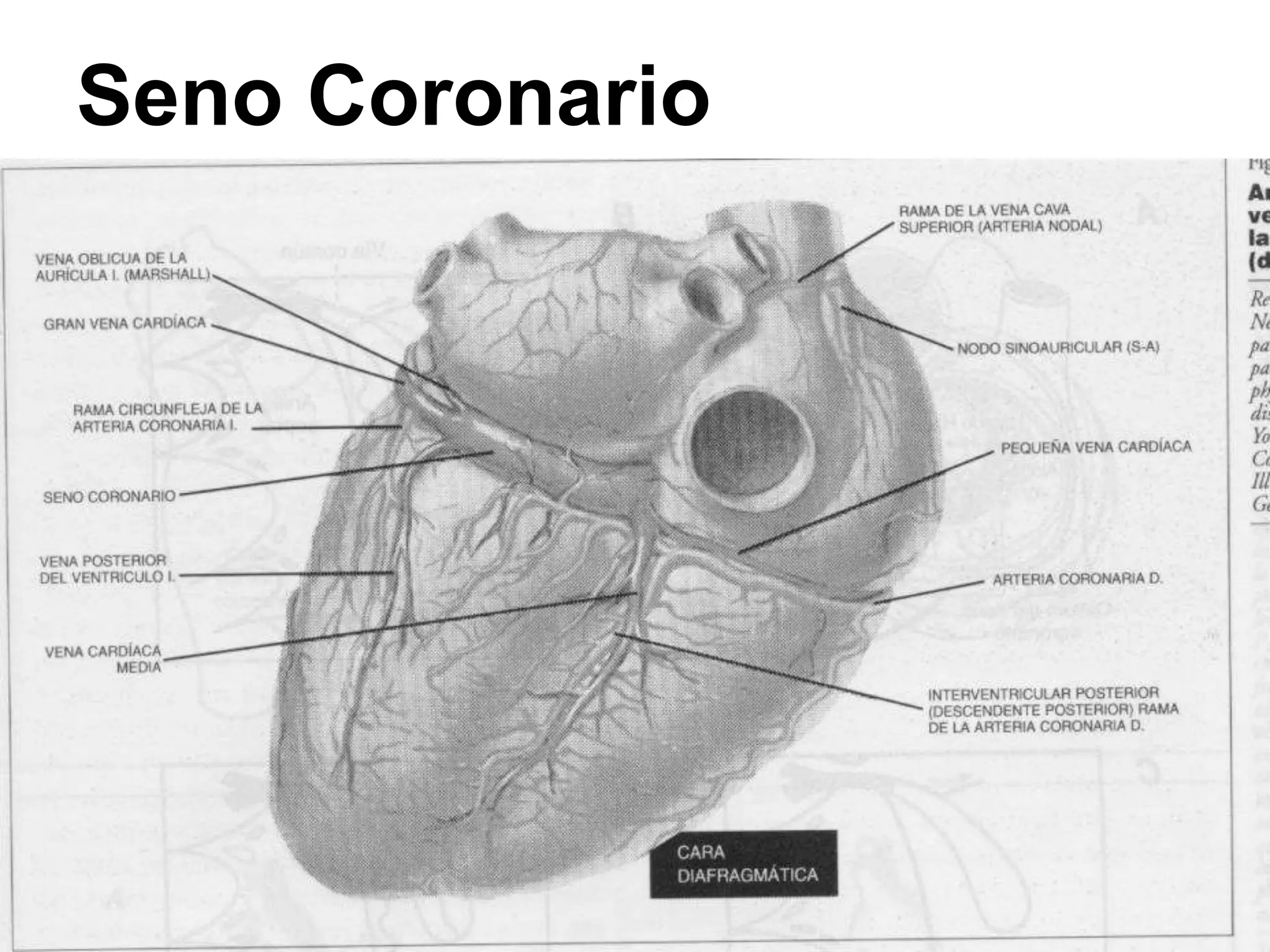 Seno Coronario
 