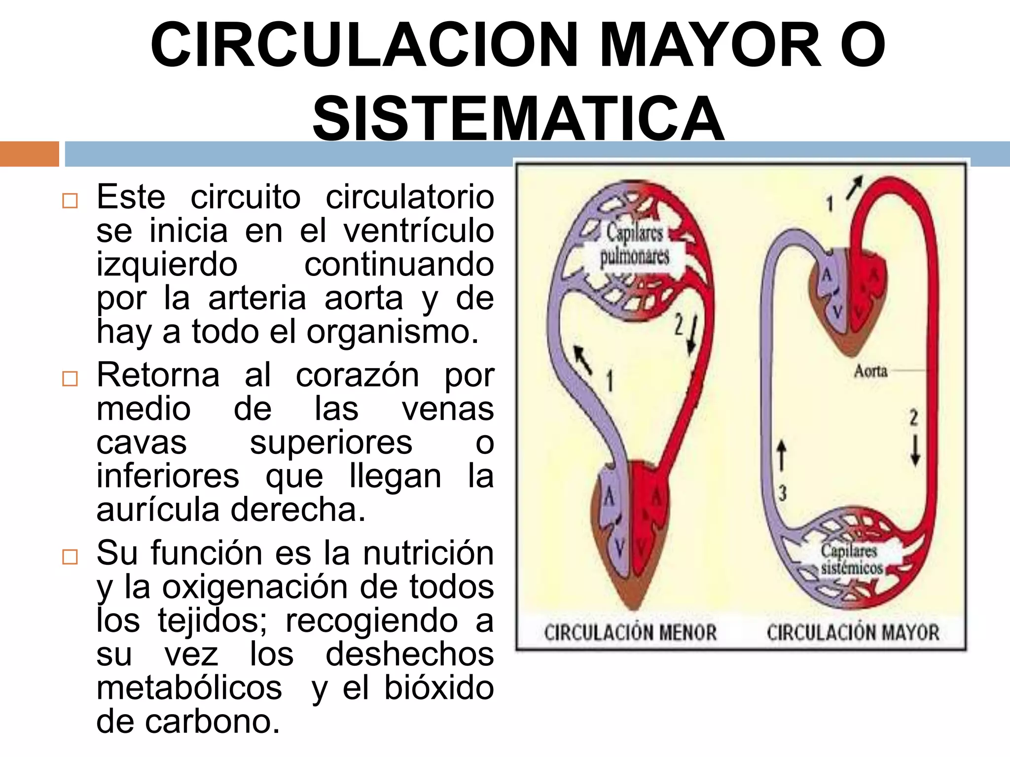 CIRCULACION MAYOR O
SISTEMATICA
 Este circuito circulatorio
se inicia en el ventrículo
izquierdo continuando
por la arteria aorta y de
hay a todo el organismo.
 Retorna al corazón por
medio de las venas
cavas superiores o
inferiores que llegan la
aurícula derecha.
 Su función es la nutrición
y la oxigenación de todos
los tejidos; recogiendo a
su vez los deshechos
metabólicos y el bióxido
de carbono.
 