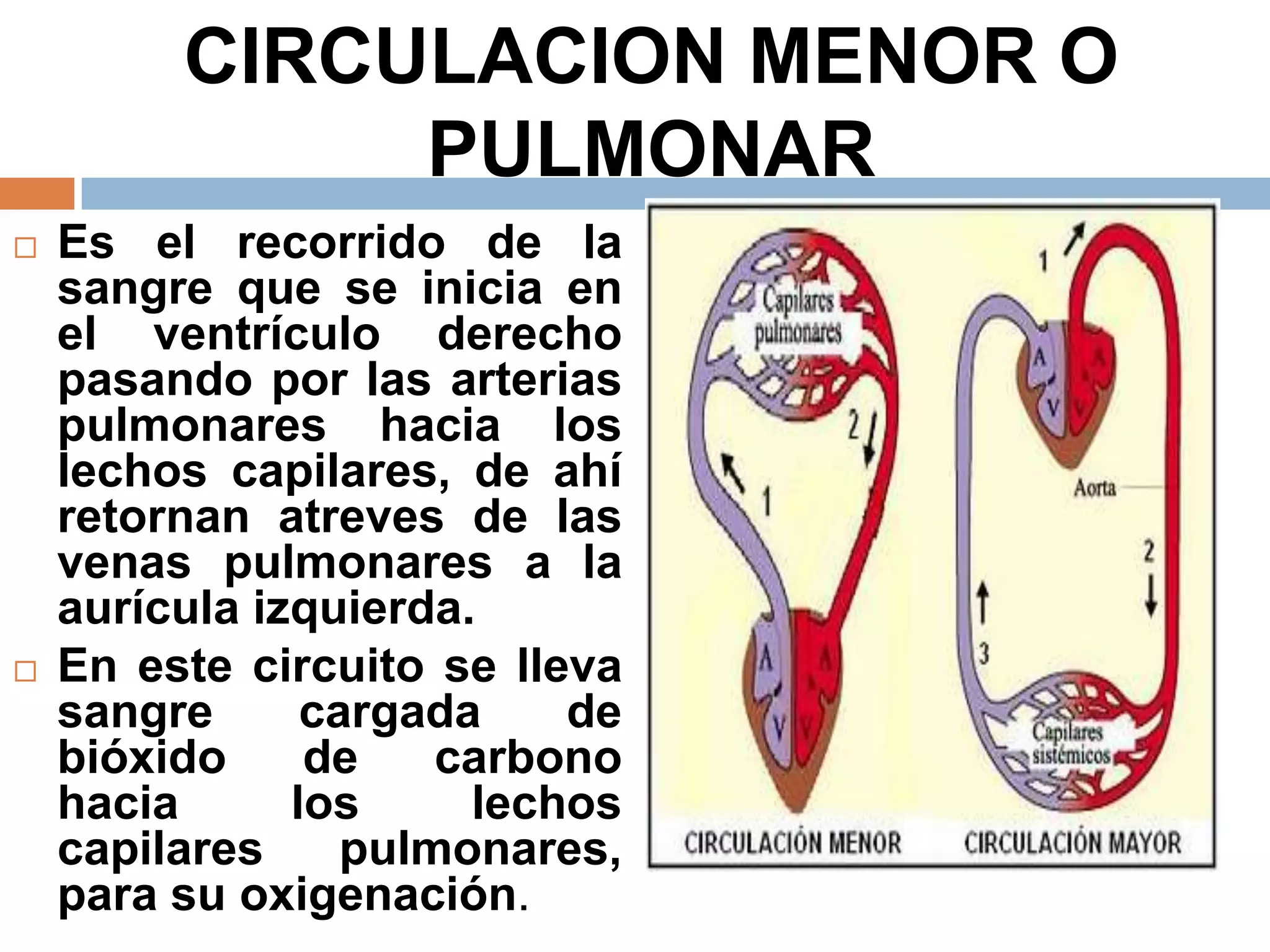 CIRCULACION MENOR O
PULMONAR
 Es el recorrido de la
sangre que se inicia en
el ventrículo derecho
pasando por las arterias
pulmonares hacia los
lechos capilares, de ahí
retornan atreves de las
venas pulmonares a la
aurícula izquierda.
 En este circuito se lleva
sangre cargada de
bióxido de carbono
hacia los lechos
capilares pulmonares,
para su oxigenación.
 