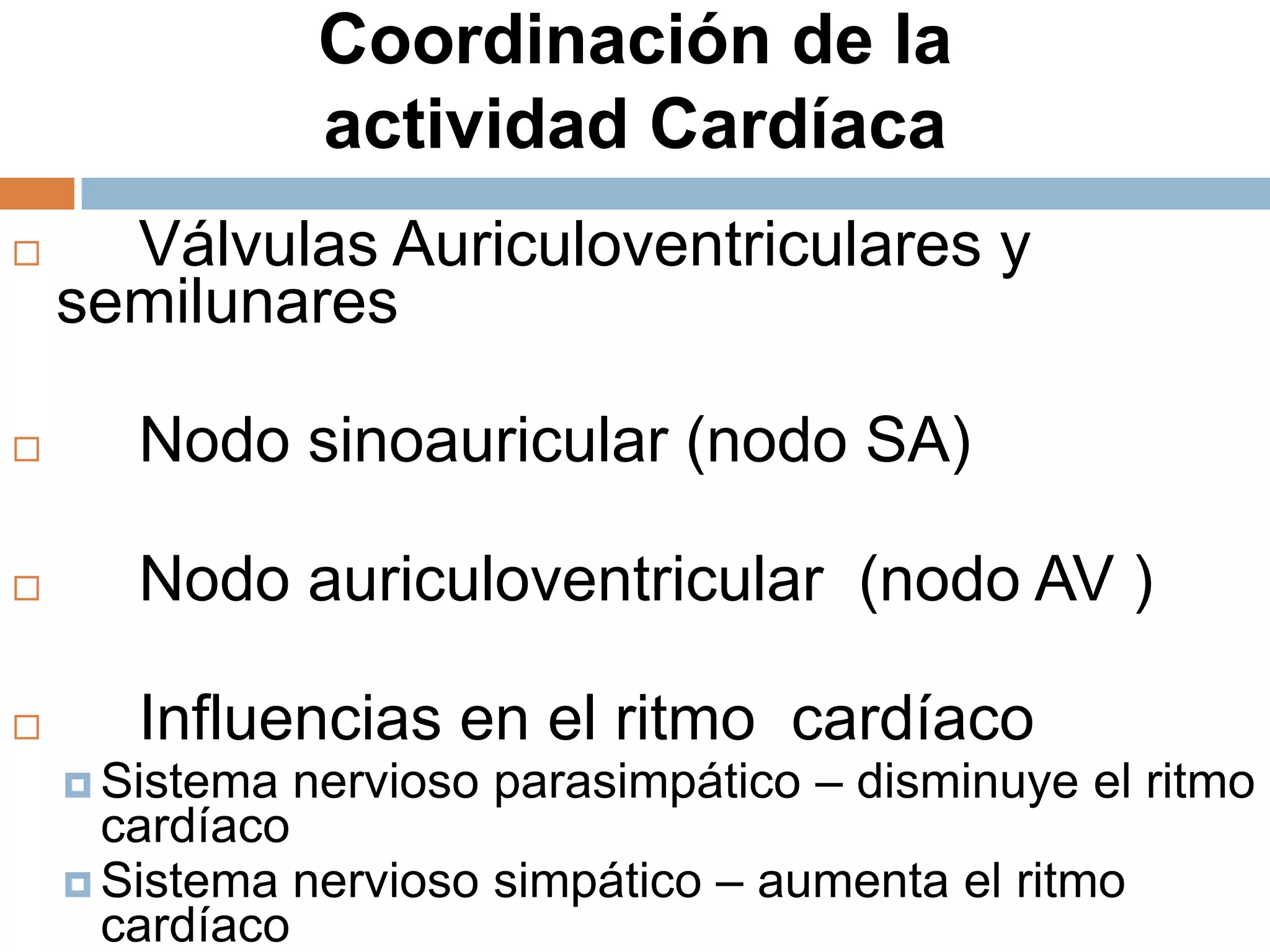 Coordinación de la
actividad Cardíaca
 Válvulas Auriculoventriculares y
semilunares
 Nodo sinoauricular (nodo SA)
 Nodo auriculoventricular (nodo AV )
 Influencias en el ritmo cardíaco
 Sistema nervioso parasimpático – disminuye el ritmo
cardíaco
 Sistema nervioso simpático – aumenta el ritmo
cardíaco
 