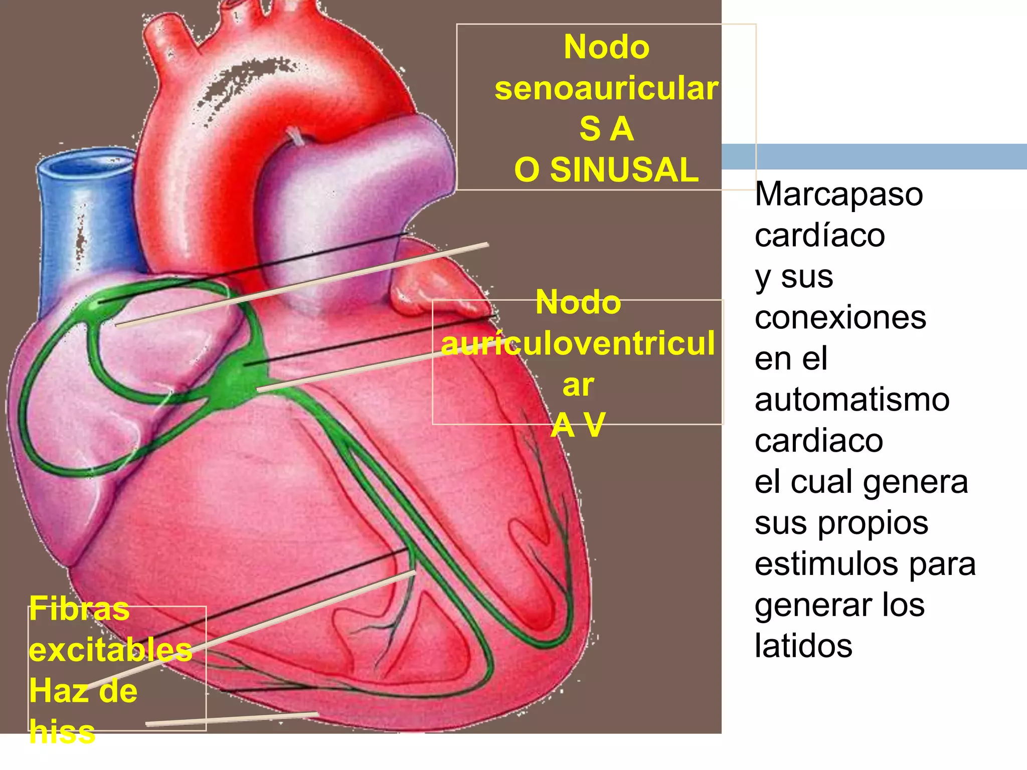 Marcapaso
cardíaco
y sus
conexiones
en el
automatismo
cardiaco
el cual genera
sus propios
estimulos para
generar los
latidos
Nodo
senoauricular
S A
O SINUSAL
Nodo
aurículoventricul
ar
A V
Fibras
excitables
Haz de
hiss
 