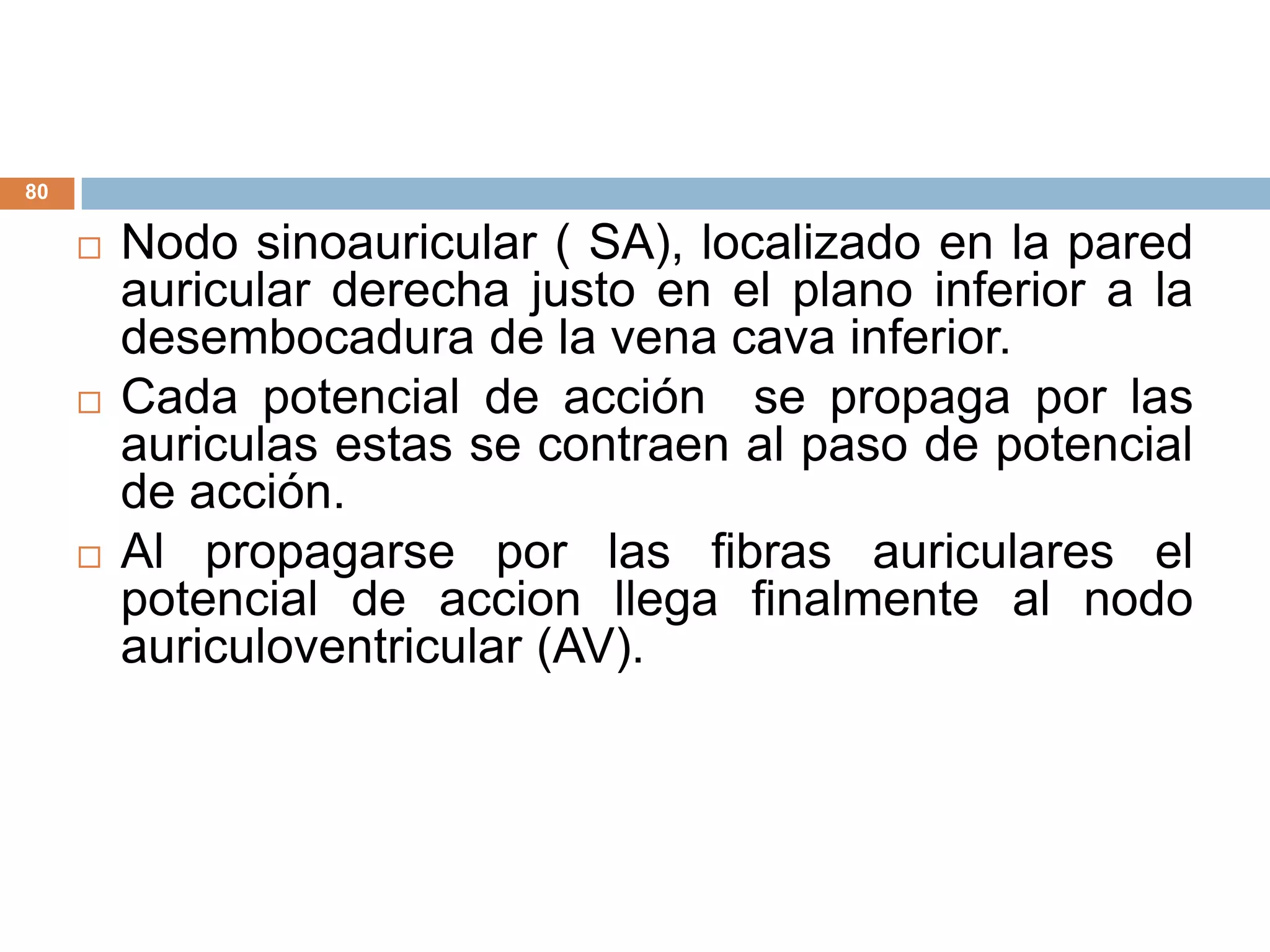 80
 Nodo sinoauricular ( SA), localizado en la pared
auricular derecha justo en el plano inferior a la
desembocadura de la vena cava inferior.
 Cada potencial de acción se propaga por las
auriculas estas se contraen al paso de potencial
de acción.
 Al propagarse por las fibras auriculares el
potencial de accion llega finalmente al nodo
auriculoventricular (AV).
 
