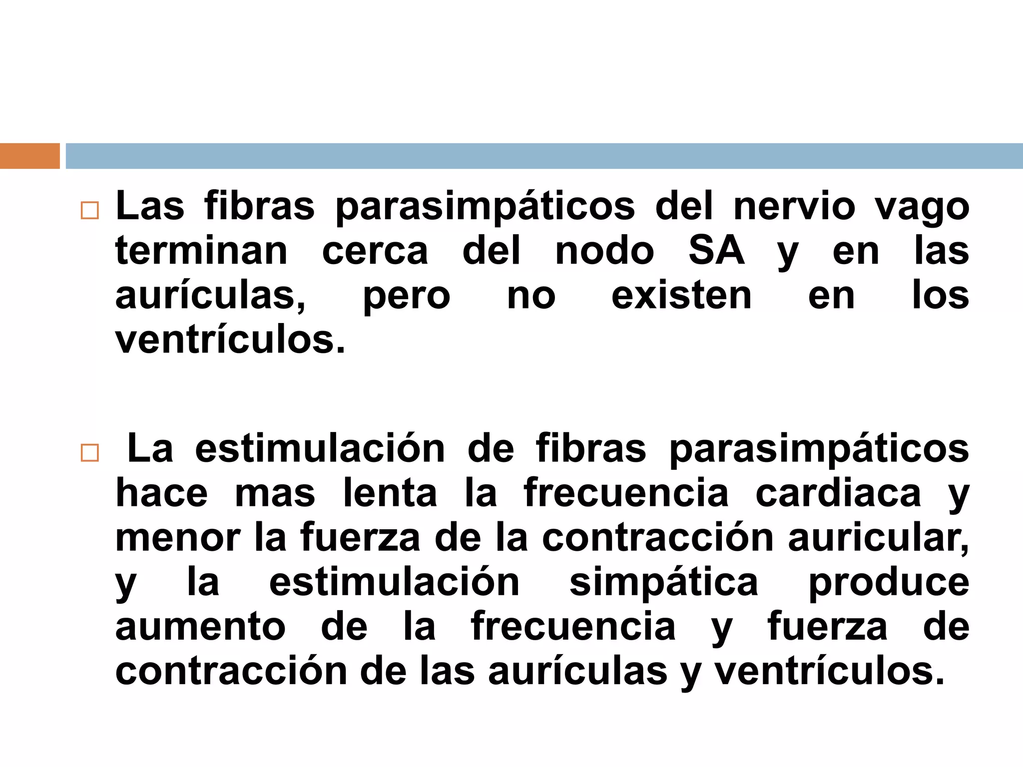  Las fibras parasimpáticos del nervio vago
terminan cerca del nodo SA y en las
aurículas, pero no existen en los
ventrículos.
 La estimulación de fibras parasimpáticos
hace mas lenta la frecuencia cardiaca y
menor la fuerza de la contracción auricular,
y la estimulación simpática produce
aumento de la frecuencia y fuerza de
contracción de las aurículas y ventrículos.
 