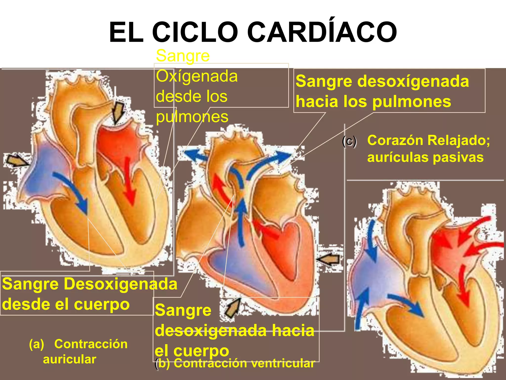 EL CICLO CARDÍACO
(a) Contracción
auricular
Sangre Desoxigenada
desde el cuerpo
Sangre
Oxígenada
desde los
pulmones
(b) Contracción ventricular
Sangre desoxígenada
hacia los pulmones
Sangre
desoxigenada hacia
el cuerpo
(c) Corazón Relajado;
aurículas pasivas
 