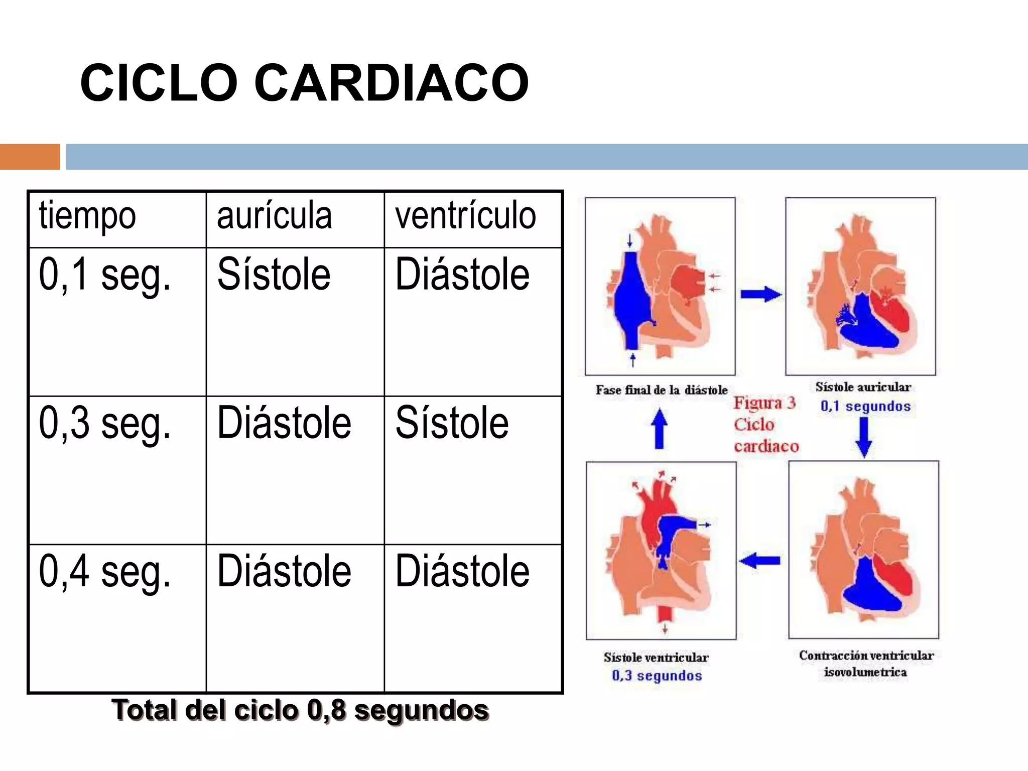 CICLO CARDIACO
tiempo aurícula ventrículo
0,1 seg. Sístole Diástole
0,3 seg. Diástole Sístole
0,4 seg. Diástole Diástole
Total del ciclo 0,8 segundos
 