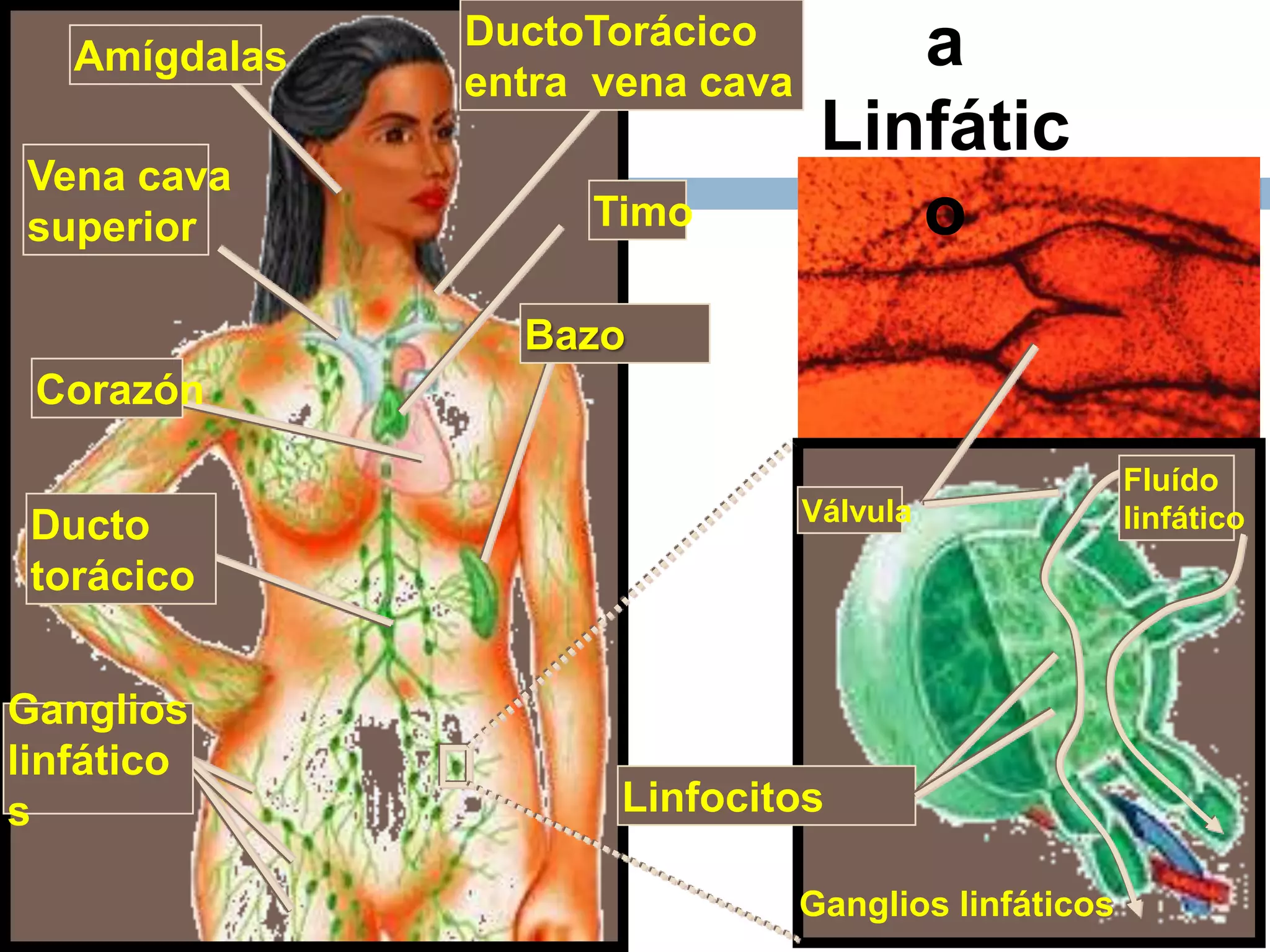 a
Linfátic
o
Vena cava
superior
Amígdalas
Ganglios
linfático
s
Bazo
Ducto
torácico
Corazón
Timo
DuctoTorácico
entra vena cava
Ganglios linfáticos
Linfocitos
Fluído
linfáticoVálvula
 