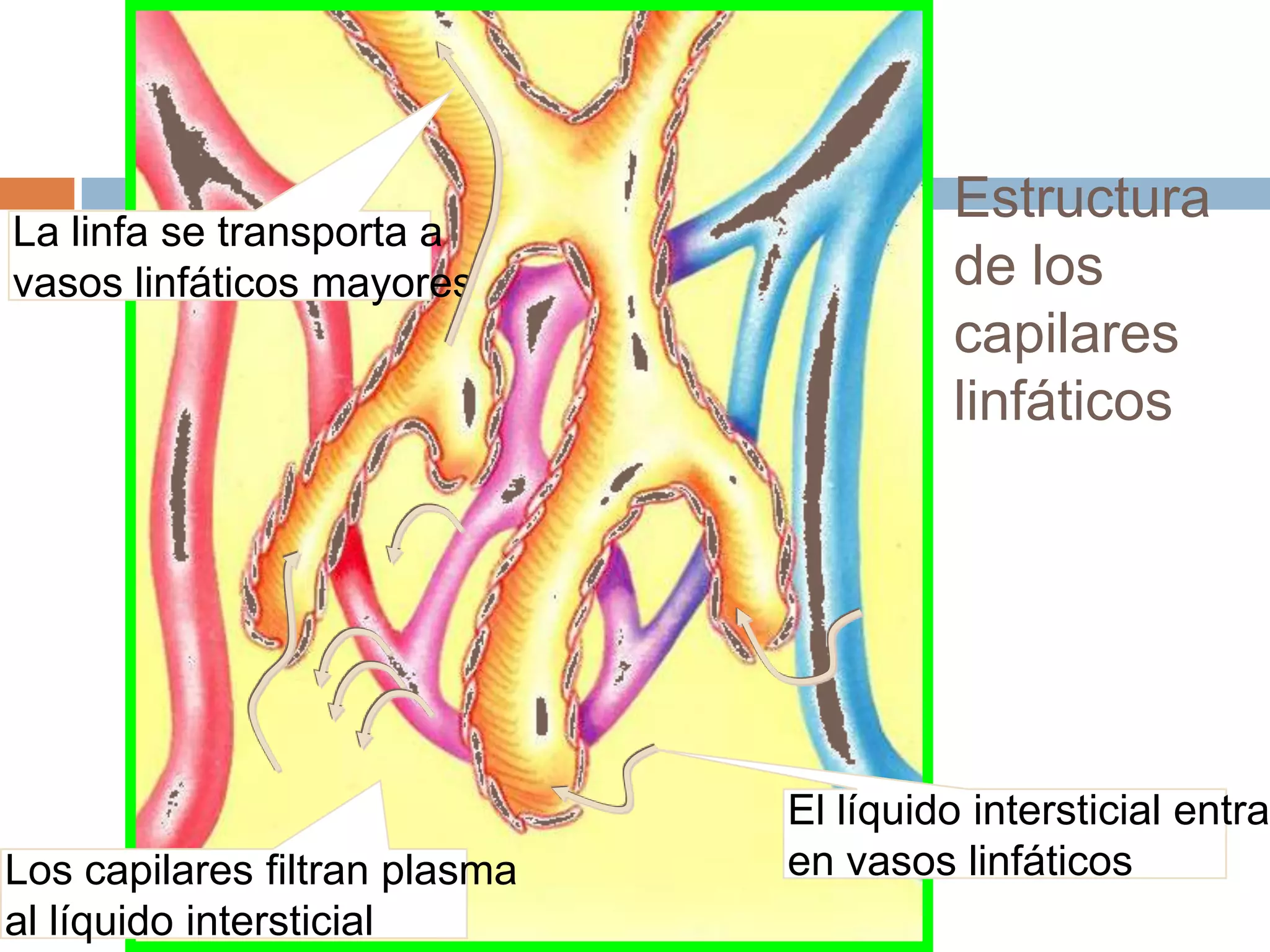 Estructura
de los
capilares
linfáticos
Los capilares filtran plasma
al líquido intersticial
El líquido intersticial entra
en vasos linfáticos
La linfa se transporta a
vasos linfáticos mayores
 