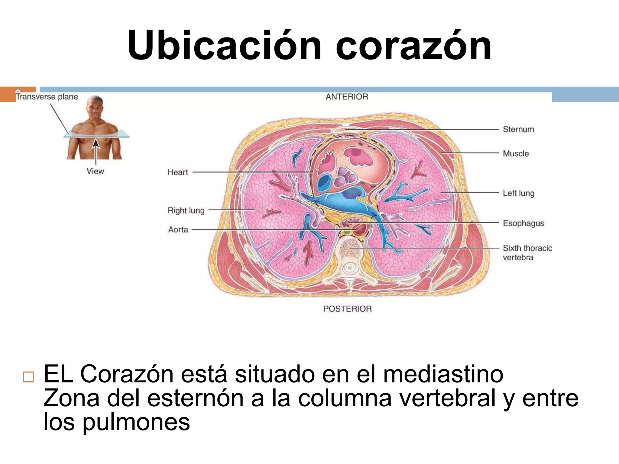 Ubicación corazón
9
 EL Corazón está situado en el mediastino
Zona del esternón a la columna vertebral y entre
los pulmones
 