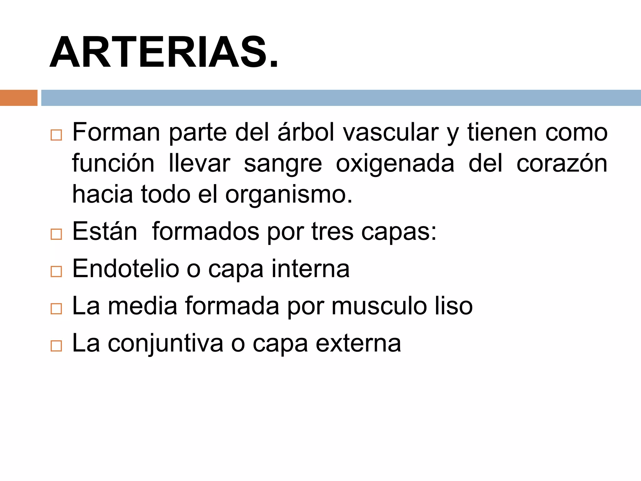 ARTERIAS.
 Forman parte del árbol vascular y tienen como
función llevar sangre oxigenada del corazón
hacia todo el organismo.
 Están formados por tres capas:
 Endotelio o capa interna
 La media formada por musculo liso
 La conjuntiva o capa externa
 
