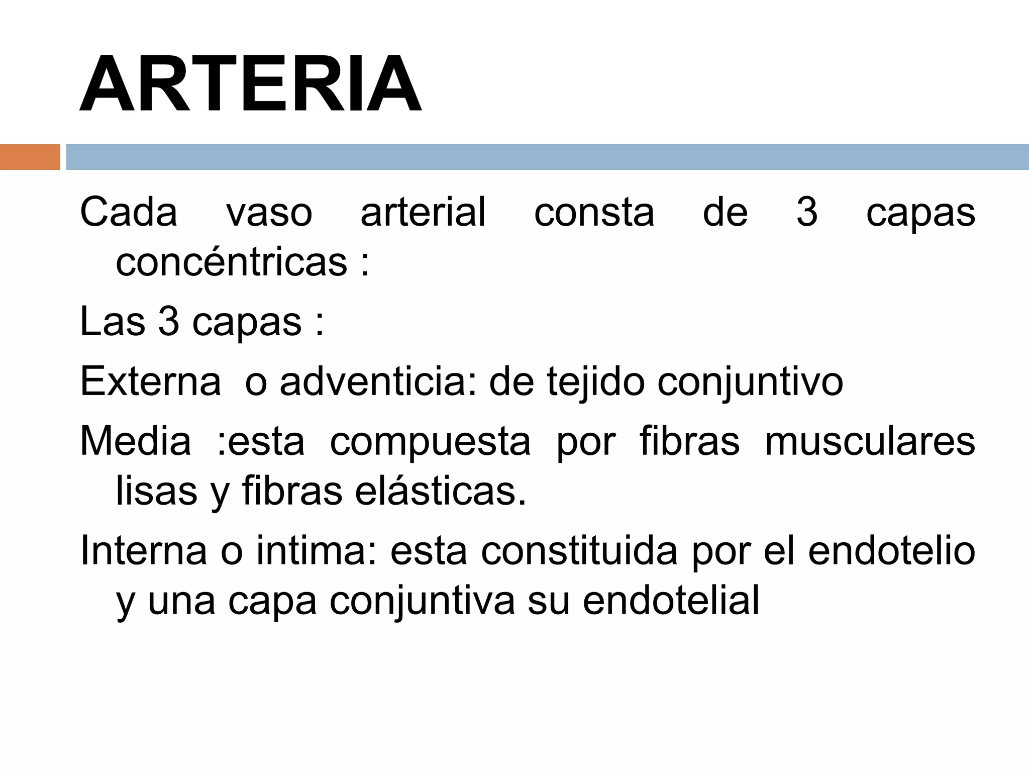 ARTERIA
Cada vaso arterial consta de 3 capas
concéntricas :
Las 3 capas :
Externa o adventicia: de tejido conjuntivo
Media :esta compuesta por fibras musculares
lisas y fibras elásticas.
Interna o intima: esta constituida por el endotelio
y una capa conjuntiva su endotelial
 