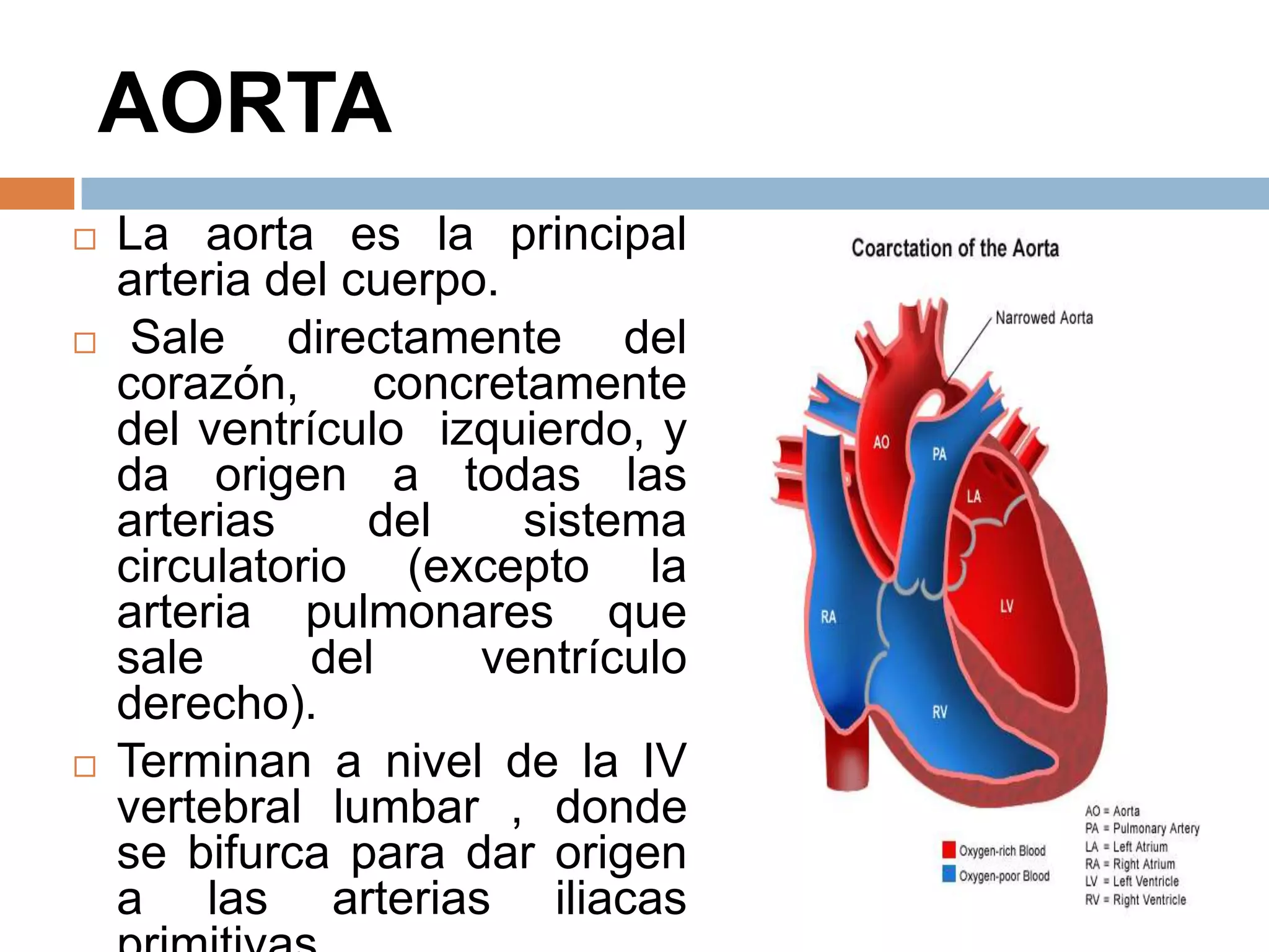 AORTA
 La aorta es la principal
arteria del cuerpo.
 Sale directamente del
corazón, concretamente
del ventrículo izquierdo, y
da origen a todas las
arterias del sistema
circulatorio (excepto la
arteria pulmonares que
sale del ventrículo
derecho).
 Terminan a nivel de la IV
vertebral lumbar , donde
se bifurca para dar origen
a las arterias iliacas
 