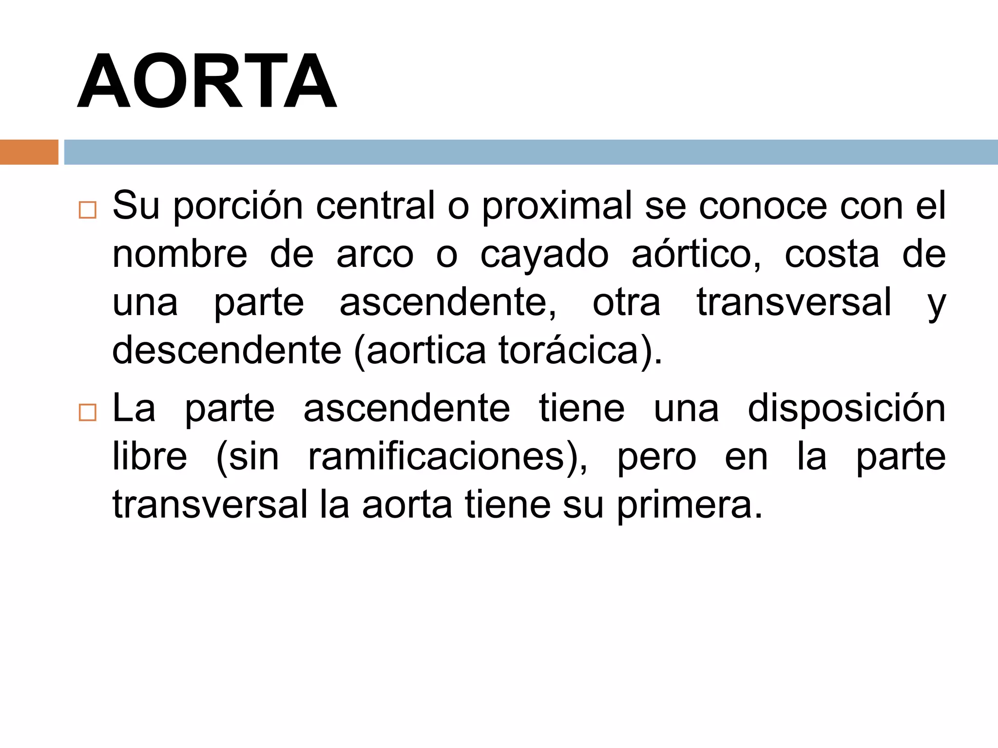 AORTA
 Su porción central o proximal se conoce con el
nombre de arco o cayado aórtico, costa de
una parte ascendente, otra transversal y
descendente (aortica torácica).
 La parte ascendente tiene una disposición
libre (sin ramificaciones), pero en la parte
transversal la aorta tiene su primera.
 