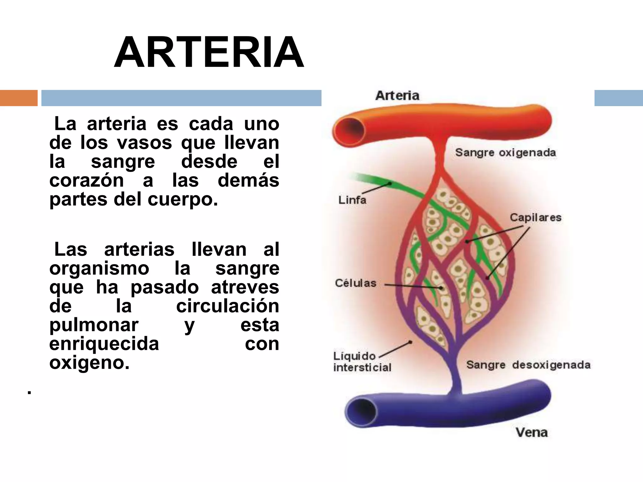 ARTERIA
La arteria es cada uno
de los vasos que llevan
la sangre desde el
corazón a las demás
partes del cuerpo.
Las arterias llevan al
organismo la sangre
que ha pasado atreves
de la circulación
pulmonar y esta
enriquecida con
oxigeno.
.
 