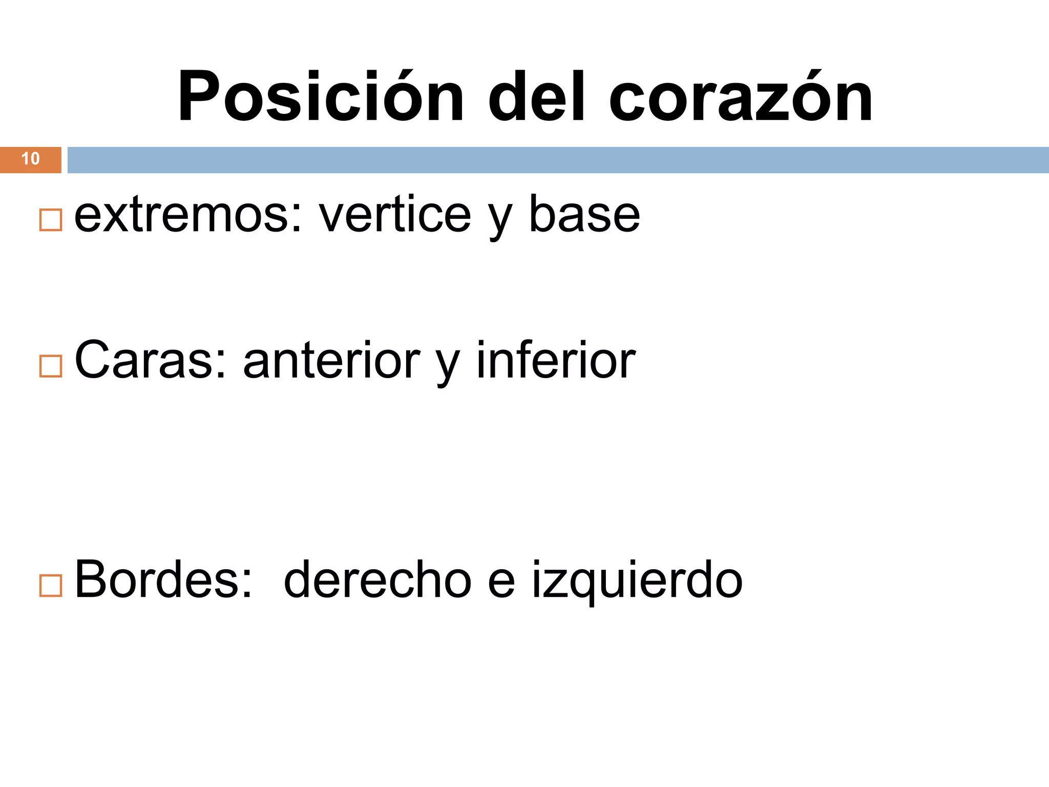 Posición del corazón
10
 extremos: vertice y base
 Caras: anterior y inferior
 Bordes: derecho e izquierdo
 