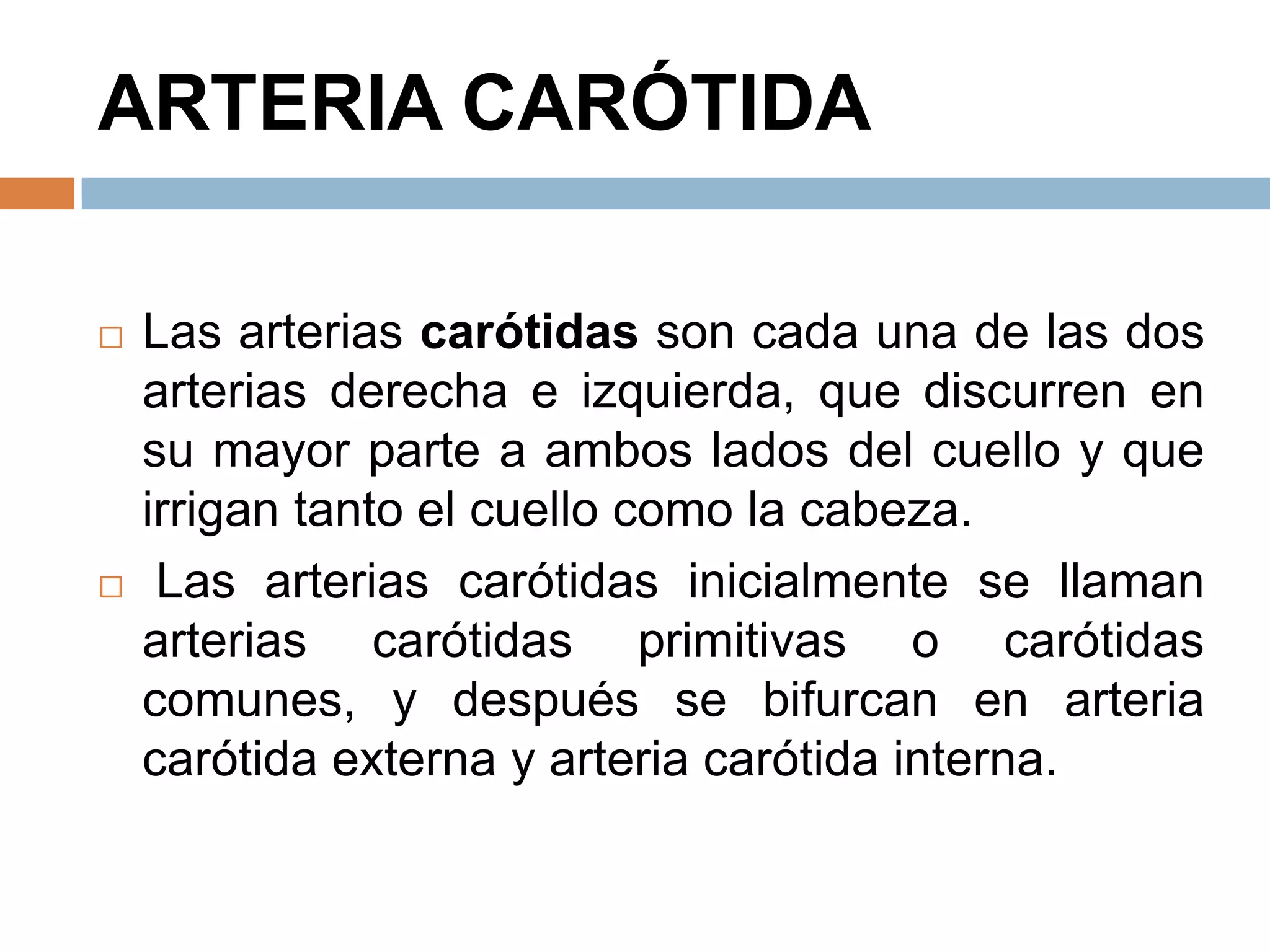ARTERIA CARÓTIDA
 Las arterias carótidas son cada una de las dos
arterias derecha e izquierda, que discurren en
su mayor parte a ambos lados del cuello y que
irrigan tanto el cuello como la cabeza.
 Las arterias carótidas inicialmente se llaman
arterias carótidas primitivas o carótidas
comunes, y después se bifurcan en arteria
carótida externa y arteria carótida interna.
 