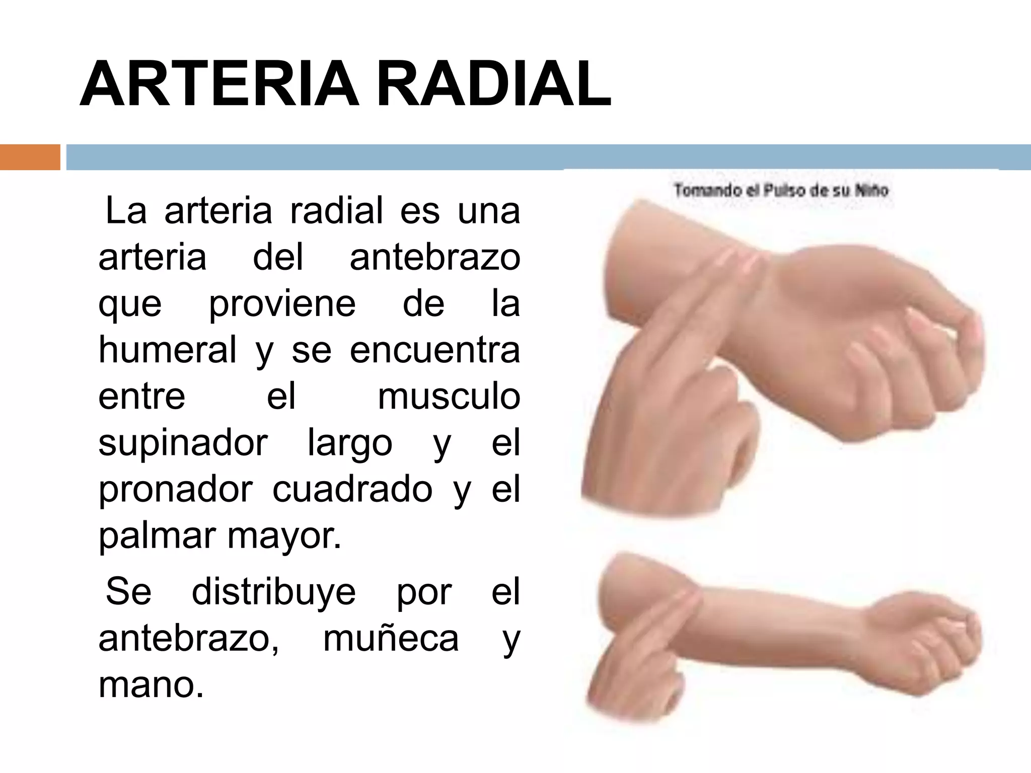 ARTERIA RADIAL
La arteria radial es una
arteria del antebrazo
que proviene de la
humeral y se encuentra
entre el musculo
supinador largo y el
pronador cuadrado y el
palmar mayor.
Se distribuye por el
antebrazo, muñeca y
mano.
 