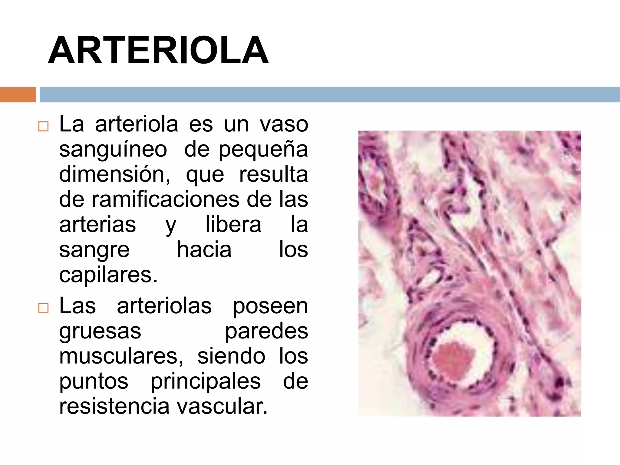 ARTERIOLA
 La arteriola es un vaso
sanguíneo de pequeña
dimensión, que resulta
de ramificaciones de las
arterias y libera la
sangre hacia los
capilares.
 Las arteriolas poseen
gruesas paredes
musculares, siendo los
puntos principales de
resistencia vascular.
 