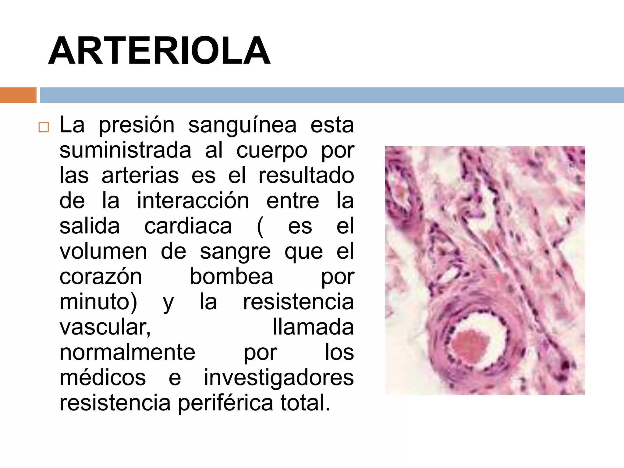 ARTERIOLA
 La presión sanguínea esta
suministrada al cuerpo por
las arterias es el resultado
de la interacción entre la
salida cardiaca ( es el
volumen de sangre que el
corazón bombea por
minuto) y la resistencia
vascular, llamada
normalmente por los
médicos e investigadores
resistencia periférica total.
 