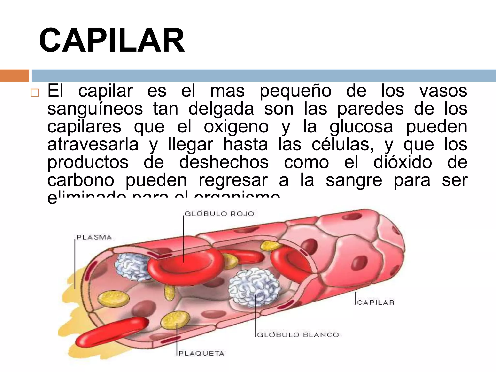 CAPILAR
 El capilar es el mas pequeño de los vasos
sanguíneos tan delgada son las paredes de los
capilares que el oxigeno y la glucosa pueden
atravesarla y llegar hasta las células, y que los
productos de deshechos como el dióxido de
carbono pueden regresar a la sangre para ser
eliminado para el organismo.
 