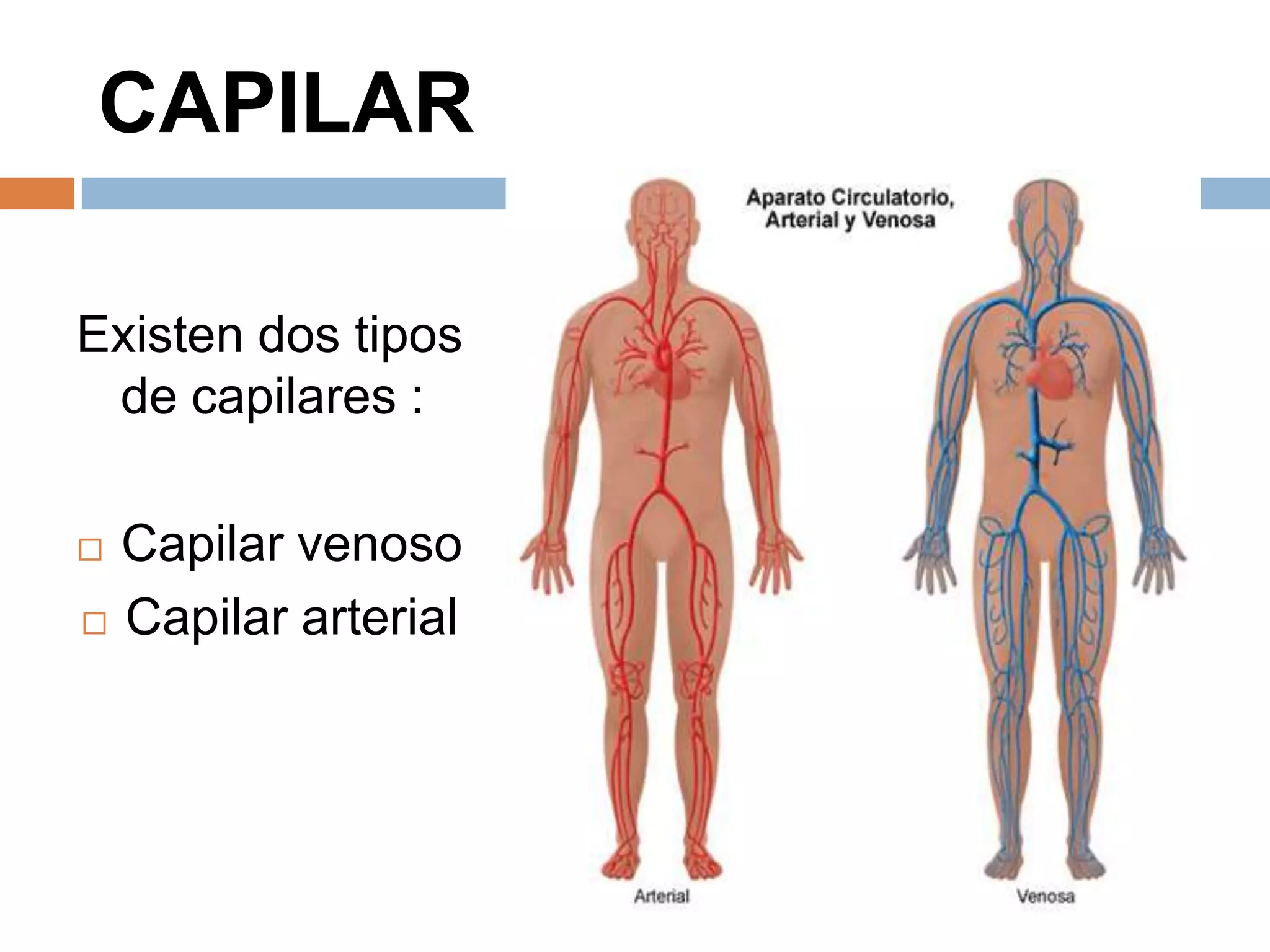 CAPILAR
Existen dos tipos
de capilares :
 Capilar venoso
 Capilar arterial
 