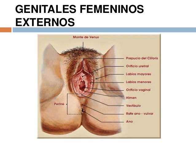 punto g masculino externo porhunb punto g masculino externo porhunb