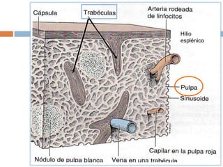 El gran tamaño de la vena (o arteria) esplénica indica:
El volumen de sangre que circula por los capilares y
sinusoides esplénicos
Hilio
esplénico
 