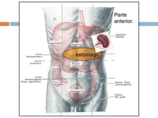 Parte
anterior.
estómago
 