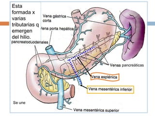 pancreáticas
Esta
formada x
varias
tributarias q
emergen
del hilio.
Se une
 