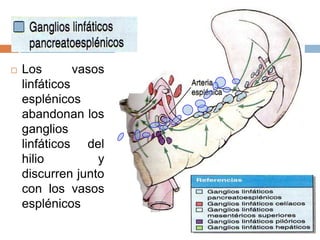  Los vasos
linfáticos
esplénicos
abandonan los
ganglios
linfáticos del
hilio y
discurren junto
con los vasos
esplénicos
 
