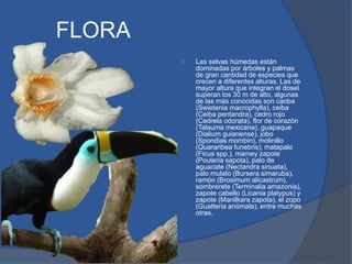 FLORA
 Las selvas húmedas están
dominadas por árboles y palmas
de gran cantidad de especies que
crecen a diferentes alturas. Las de
mayor altura que integran el dosel
superan los 30 m de alto, algunas
de las más conocidas son caoba
(Swietenia macrophylla), ceiba
(Ceiba pentandra), cedro rojo
(Cedrela odorata), flor de corazón
(Talauma mexicana), guapaque
(Dialium guianense), jobo
(Spondias mombin), molinillo
(Quararibea funebris), matapalo
(Ficus spp.), mamey zapote
(Pouteria sapota), palo de
aguacate (Nectandra sinuata),
palo mulato (Bursera simaruba),
ramón (Brosimum alicastrum),
sombrerete (Terminalia amazonia),
zapote cabello (Licania platypus) y
zapote (Manilkara zapota), el zopo
(Guatteria anómala), entre muchas
otras.
 
