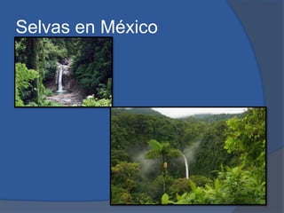 Selvas en México
 