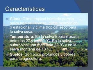 Características
 Clima: Clima tropical húmedo para la
selva tropical lluviosa, clima monzónico
o estacional, y clima tropical seco para
la selva seca.
 Temperatura: En la selva tropical oscila
entre los 27 y los 29 °C. En la selva
subtropical una media de 22 °C y en la
selva montana de 18 °C.
 Suelos: Son poco profundos y pobres
para la agricultura.
 