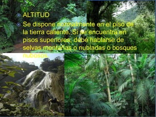 Altitud ALTITUD
 Se dispone normalmente en el piso de
la tierra caliente. Si se encuentra en
pisos superiores, debe hablarse de
selvas montañas o nubladas o bosques
nubosos.
 
