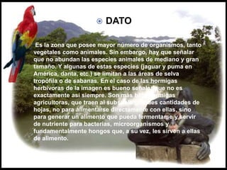 DATO  DATO
 Es la zona que posee mayor número de organismos, tanto
vegetales como animales. Sin embargo, hay que señalar
que no abundan las especies animales de mediano y gran
tamaño. Y algunas de estas especies (jaguar y puma en
América, danta, etc.) se limitan a las áreas de selva
tropófila o de sabanas. En el caso de las hormigas
herbívoras de la imagen es bueno señalar que no es
exactamente así siempre. Son más bien hormigas
agricultoras, que traen al subsuelo grandes cantidades de
hojas, no para alimentarse directamente con ellas, sino
para generar un alimento que pueda fermentarse y servir
de nutriente para bacterias, microorganismos y
fundamentalmente hongos que, a su vez, les sirven a ellas
de alimento.
 