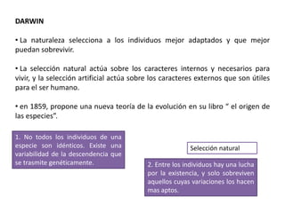 DARWIN
• La naturaleza selecciona a los individuos mejor adaptados y que mejor
puedan sobrevivir.
• La selección natural actúa sobre los caracteres internos y necesarios para
vivir, y la selección artificial actúa sobre los caracteres externos que son útiles
para el ser humano.
• en 1859, propone una nueva teoría de la evolución en su libro “ el origen de
las especies”.
1. No todos los individuos de una
especie son idénticos. Existe una
variabilidad de la descendencia que
se trasmite genéticamente. 2. Entre los individuos hay una lucha
por la existencia, y solo sobreviven
aquellos cuyas variaciones los hacen
mas aptos.
Selección natural
 