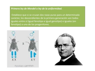 Primera ley de Mendel o ley de la uniformidad.
Establece que si se cruzan dos razas puras para un determinado
carácter, los descendientes de la primera generación son todos
iguales entre sí (igual fenotipo e igual genotipo) e iguales (en
fenotipo) a uno de los progenitores.
 