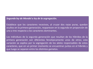 Segunda ley de Mendel o ley de la segregación.
Establece que los caracteres recesivos, al cruzar dos razas puras, quedan
ocultos en la primera generación, reaparecen en la segunda en proporción de
uno a tres respecto a los caracteres dominantes.
Los individuos de la segunda generación que resultan de los híbridos de la
primera generación son diferentes fenotipicamente unos de otros; esta
variación se explica por la segregación de los alelos responsables de estos
caracteres, que en un primer momento se encuentran juntos en el híbrido y
que luego se separan entre los distintos gametos.
 